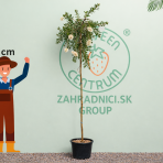 Tyčinkovec kopijovitolistý (Callistemon pallidus) ´BIANCO´ PENDULA - výška 200-220 cm, kont. C15L -  NA KMIENKU, biely